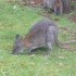 Pademelon Pademelon