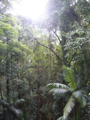 Lamington National Park Lamington National Park