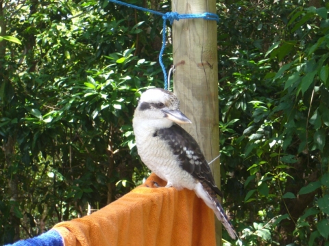 Byron Bay - Kookaburra Byron Bay - Kookaburra