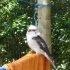 Kookaburra Kookaburra