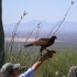 raptor free flight raptor free flight