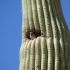 Saguarountermieter Saguarountermieter