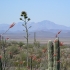 Sonora desert Sonora desert