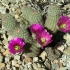 prickley pear prickley pear