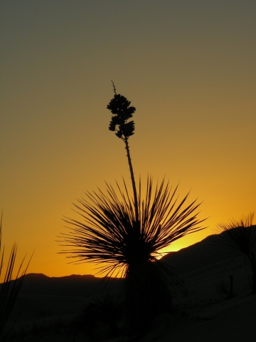 Alamogordo - sunset in White Sands N.P. Alamogordo - sunset in White Sands N.P.