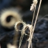 Gras Gras