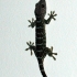 Gekko Gekko