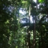 Yidney Rainforest Yidney Rainforest