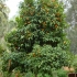 Orangenbaum