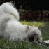 Lilli