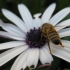 Bienchen Bienchen