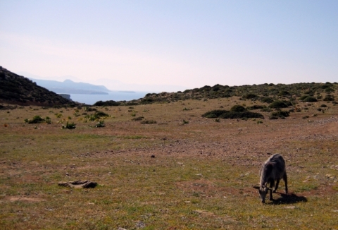 Feriendorf Dionysos bei Sitia - Ziege mit Knopf im Ohr Feriendorf Dionysos bei Sitia - Ziege mit Knopf im Ohr