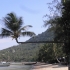 Palme auf Ko Tao Palme auf Ko Tao