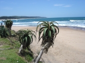Blythedale Beach