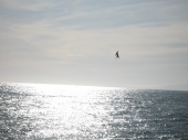 Kormoran