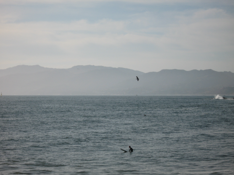 Los Angeles, CA - Surfer