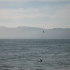 Surfer