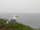Mehr Möwen als Menschen auf Helgoland