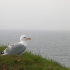 Mehr Möwen als Menschen auf Helgoland Mehr Möwen als Menschen auf Helgoland