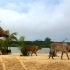 Ilha de Marajo Ilha de Marajo