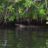 Alligator im Black River Alligator im Black River
