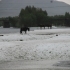 Hagel Hagel