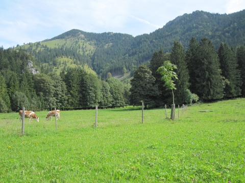 Doaglalm - Schönes Hochplateau Doaglalm - Schönes Hochplateau
