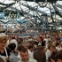 Oktoberfest im Schottenhamel 2009 Oktoberfest im Schottenhamel 2009