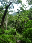 Childrens Eternal Rainforest