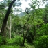 Childrens Eternal Rainforest Childrens Eternal Rainforest