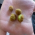 Kiwis noch nicht essbar!