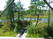 Moor-Holzpfad im Kemeri-Nationalpark