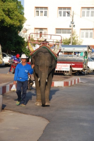 Vientiane - Elefant bei Surin