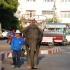 Elefant bei Surin Elefant bei Surin