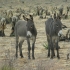 wilde Esel im red rock canyon wilde Esel im red rock canyon