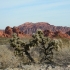 Cholla Cholla