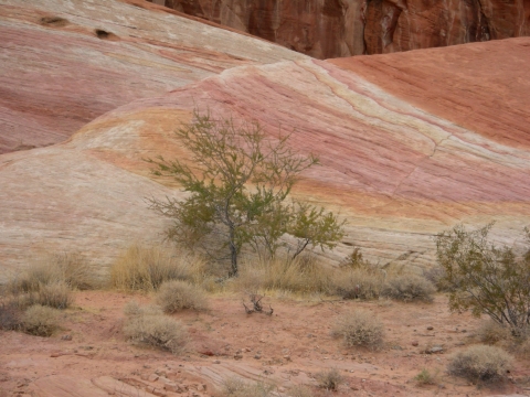 Valley of Fire - bunte Farben in der Rainbow vista Valley of Fire - bunte Farben in der Rainbow vista
