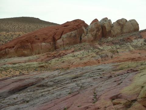 Valley of Fire - sleeping lizzard in der rainbow vista Valley of Fire - sleeping lizzard in der rainbow vista