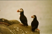 Lundis bei Vik
