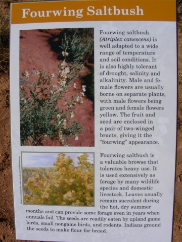 Cottonwood Canyon road (Anfang) - info zum Saltbush Cottonwood Canyon road (Anfang) - info zum Saltbush