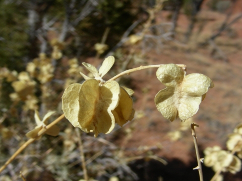 Cottonwood Canyon road (Anfang) - Fourwing Saltbush Cottonwood Canyon road (Anfang) - Fourwing Saltbush