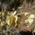 Fourwing Saltbush Fourwing Saltbush