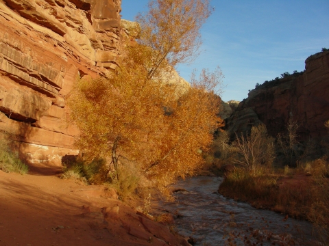 Capitol Reef - Nordufer des Fremont River Capitol Reef - Nordufer des Fremont River