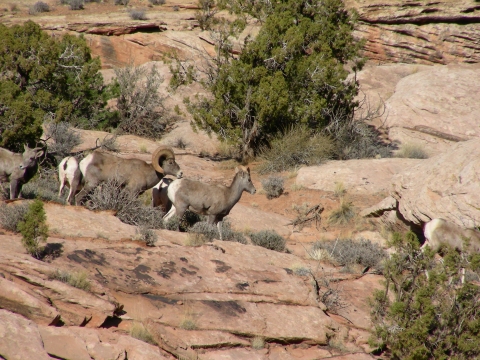 Canyonlands N.P. - Schafe Canyonlands N.P. - Schafe