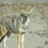 Coyote als Begrüßung im Death Valley Coyote als Begrüßung im Death Valley