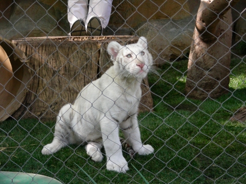 Las Vegas - junger Tiger Las Vegas - junger Tiger