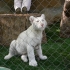junger Tiger junger Tiger