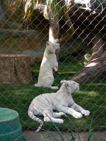 Las Vegas - 4 Monate alte Tigerbabys Las Vegas - 4 Monate alte Tigerbabys