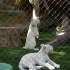 4 Monate alte Tigerbabys 4 Monate alte Tigerbabys