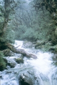 Auf dem Routeburn-Walk
